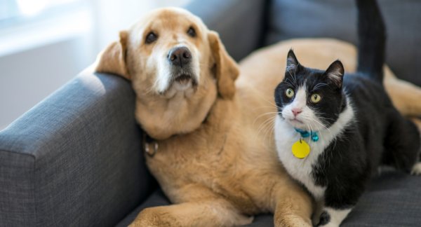 Vita quotidiana e animali domestici: errori comuni che mettono a rischio il loro benessere