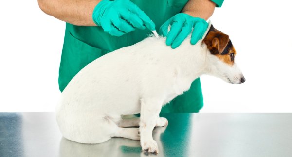 Pulci, zecche e pappataci: la guida alla protezione antiparassitaria per cani e gatti