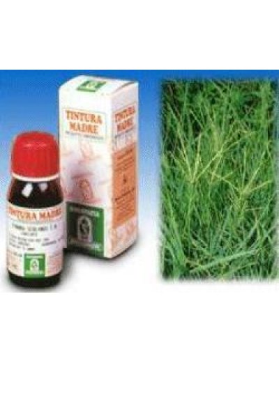 GRAMIGNA 37 50ML TM GRAMIGNA 37 50ML TM