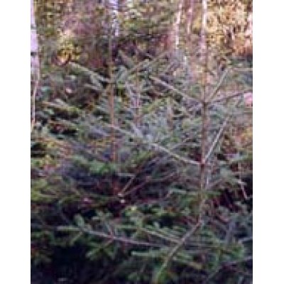 MSA ABIES PECTINATA 50ML MSA ABIES PECTINATA 50ML