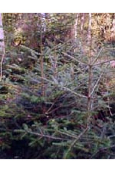 MSA ABIES PECTINATA 50ML MSA ABIES PECTINATA 50ML