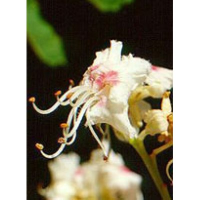 MSA AESCULUS HIPPOCA 50ML MSA AESCULUS HIPPOCA 50ML