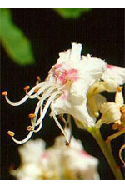 MSA AESCULUS HIPPOCA 50ML MSA AESCULUS HIPPOCA 50ML
