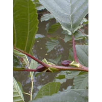 MSA ALNUS GLUTINOSA 50ML MSA ALNUS GLUTINOSA 50ML