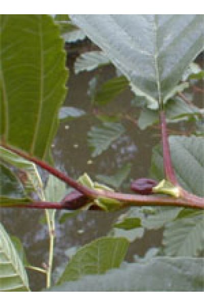 MSA ALNUS GLUTINOSA 50ML MSA ALNUS GLUTINOSA 50ML