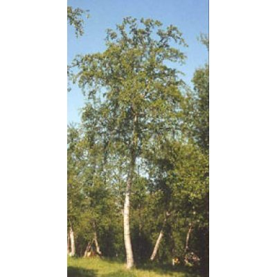 MSA BETULA PUBESCENS 50ML MSA BETULA PUBESCENS 50ML