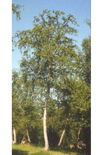 MSA BETULA PUBESCENS 50ML MSA BETULA PUBESCENS 50ML