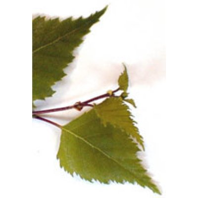 MSA BETULA VERRUCOSA 50ML MSA BETULA VERRUCOSA 50ML