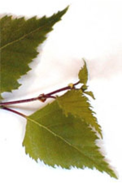 MSA BETULA VERRUCOSA 50ML MSA BETULA VERRUCOSA 50ML