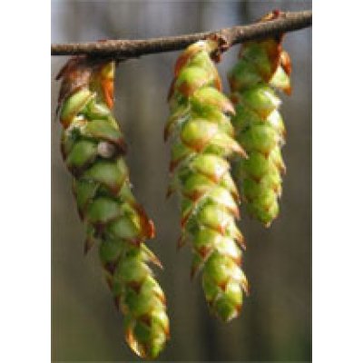 MSA CARPINUS BETULUS 50ML MSA CARPINUS BETULUS 50ML