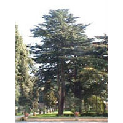 MSA CEDRUS LIBANI 50ML HERBOPLAN MSA CEDRUS LIBANI 50ML HERBOPLAN