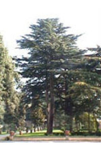MSA CEDRUS LIBANI 50ML HERBOPLAN MSA CEDRUS LIBANI 50ML HERBOPLAN