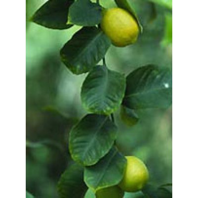 MSA CITRUS LIMONUM 50ML MSA CITRUS LIMONUM 50ML