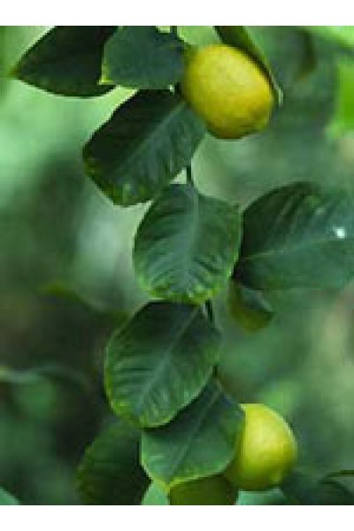 MSA CITRUS LIMONUM 50ML MSA CITRUS LIMONUM 50ML