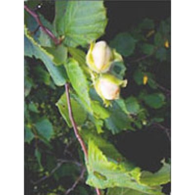 MSA CORYLUS AVELLANA 50ML MSA CORYLUS AVELLANA 50ML