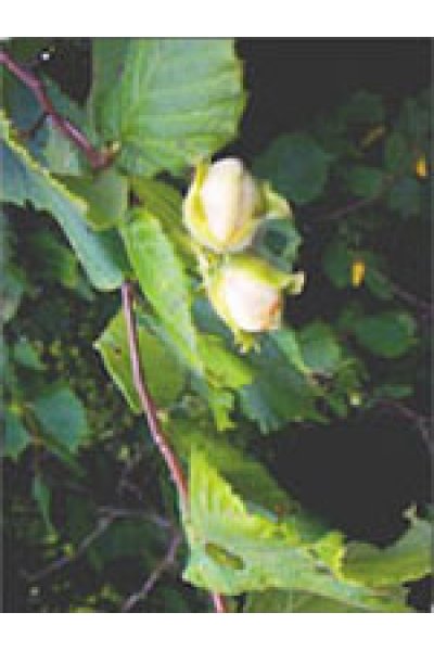 MSA CORYLUS AVELLANA 50ML MSA CORYLUS AVELLANA 50ML