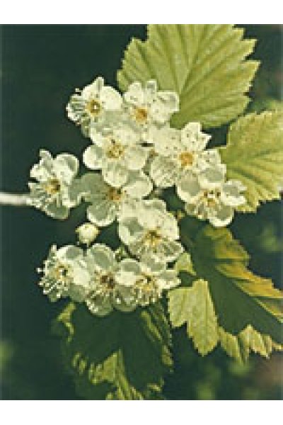 MSA CRATAEGUS OXYACA 50ML MSA CRATAEGUS OXYACA 50ML