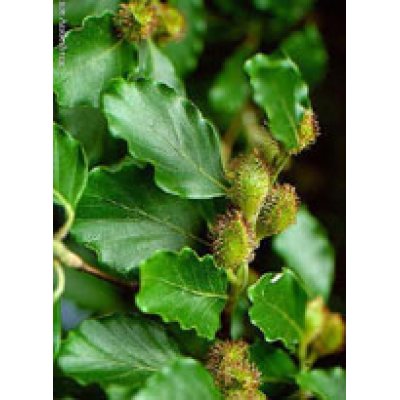 MSA FAGUS SYLVATICA 50ML
