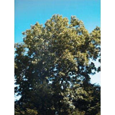 MSA FRAXINUS EXCELS 50ML MSA FRAXINUS EXCELS 50ML