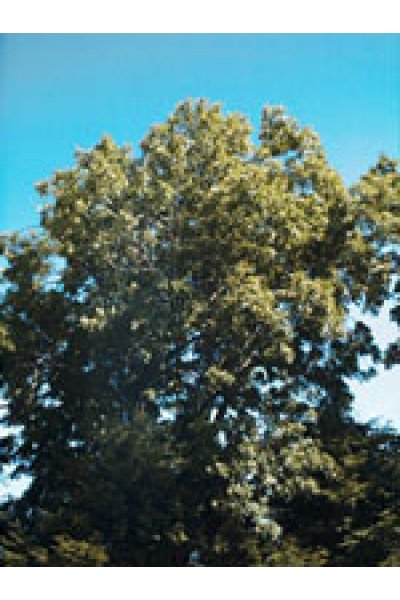 MSA FRAXINUS EXCELS 50ML MSA FRAXINUS EXCELS 50ML