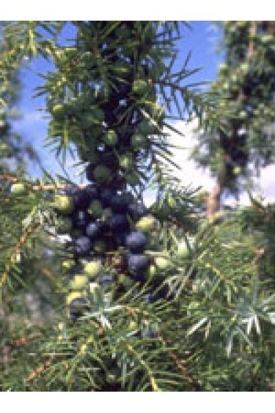 MSA JUNIPERUS COMMUN 50ML MSA JUNIPERUS COMMUN 50ML