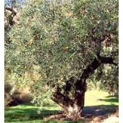MSA OLEA EUROPEA 50ML MSA OLEA EUROPEA 50ML