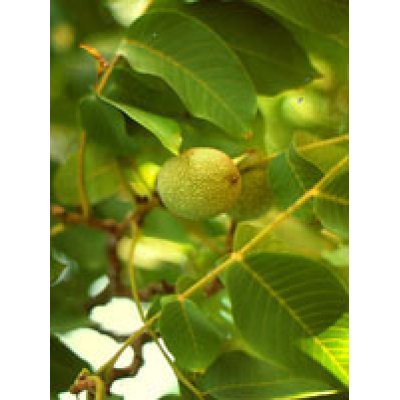 MSA PRUNUS AMYGDALUS 50ML MSA PRUNUS AMYGDALUS 50ML
