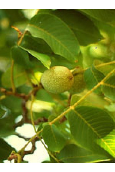 MSA PRUNUS AMYGDALUS 50ML MSA PRUNUS AMYGDALUS 50ML