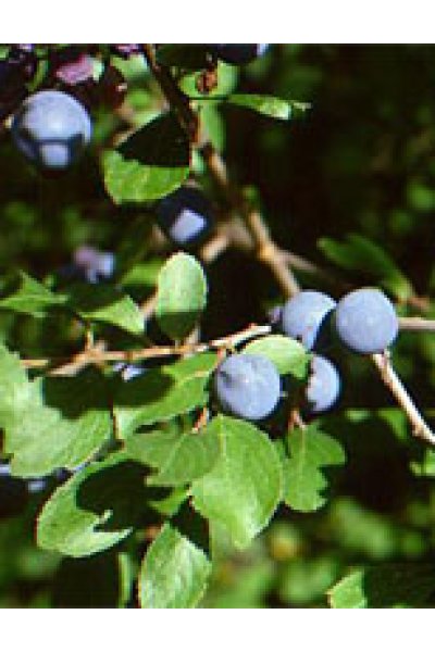 MSA PRUNUS SPINOSA 50ML MSA PRUNUS SPINOSA 50ML