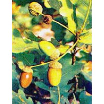 MSA QUERCUS PEDUNCOL 50ML MSA QUERCUS PEDUNCOL 50ML
