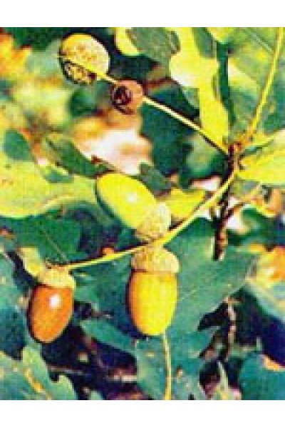 MSA QUERCUS PEDUNCOL 50ML MSA QUERCUS PEDUNCOL 50ML