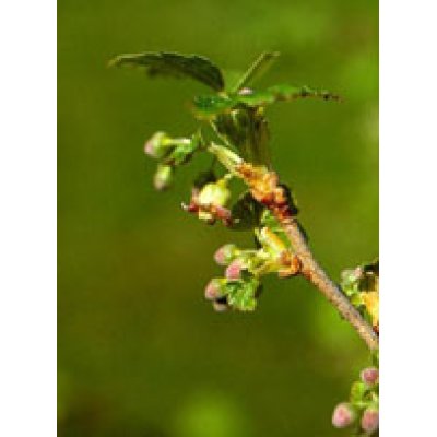 MSA RIBES NIGRUM 50ML MSA RIBES NIGRUM 50ML