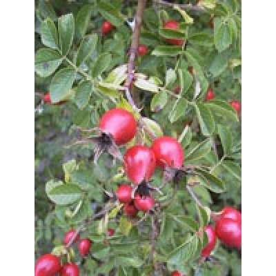 MSA ROSA CANINA 50ML MSA ROSA CANINA 50ML