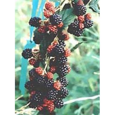 MSA RUBUS FRUCTICOSU 50ML MSA RUBUS FRUCTICOSU 50ML