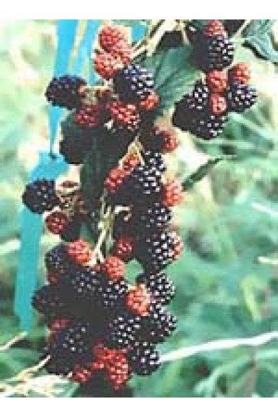 MSA RUBUS FRUCTICOSU 50ML MSA RUBUS FRUCTICOSU 50ML