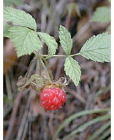 MSA RUBUS IDAEUS 50ML