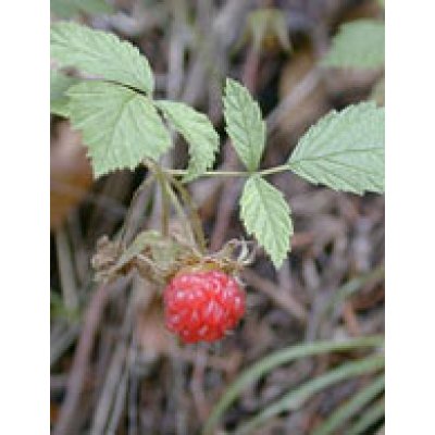 MSA RUBUS IDAEUS 50ML MSA RUBUS IDAEUS 50ML