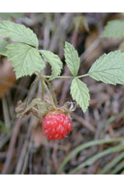 MSA RUBUS IDAEUS 50ML MSA RUBUS IDAEUS 50ML