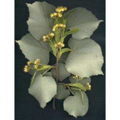 MSA TILIA TOMENTOSA 50ML MSA TILIA TOMENTOSA 50ML