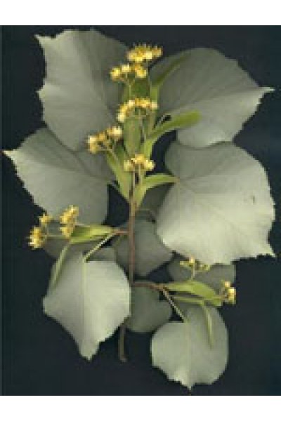 MSA TILIA TOMENTOSA 50ML MSA TILIA TOMENTOSA 50ML