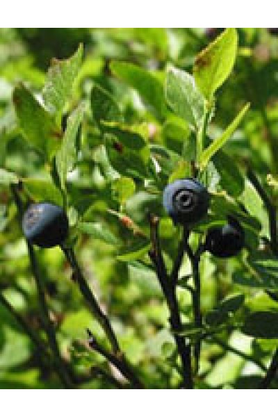 MSA VACCINIUM MYRTIL 50ML MSA VACCINIUM MYRTIL 50ML