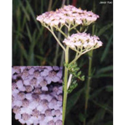 TSA ACHILLEA MILLEFOGLIE 50ML TSA ACHILLEA MILLEFOGLIE 50ML