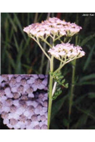 TSA ACHILLEA MILLEFOGLIE 50ML TSA ACHILLEA MILLEFOGLIE 50ML
