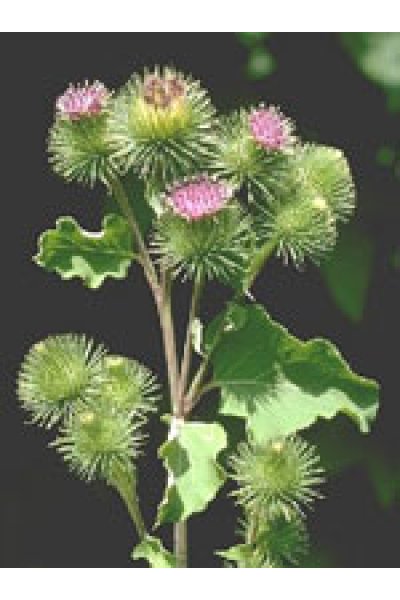 TSA ARCTIUM LAPPA 50ML TSA ARCTIUM LAPPA 50ML