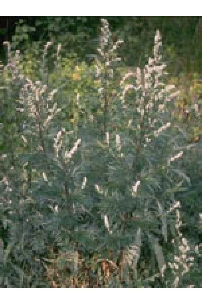 TSA ARTEMISIA VULGARIS 50ML TSA ARTEMISIA VULGARIS 50ML