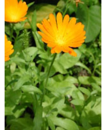 TSA CALENDULA OFFICINALIS 50ML