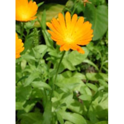 TSA CALENDULA OFFICINALIS 50ML TSA CALENDULA OFFICINALIS 50ML