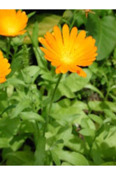 TSA CALENDULA OFFICINALIS 50ML TSA CALENDULA OFFICINALIS 50ML