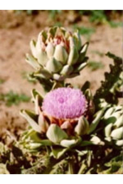 TSA CYNARA SCOLYMUS 50ML TSA CYNARA SCOLYMUS 50ML