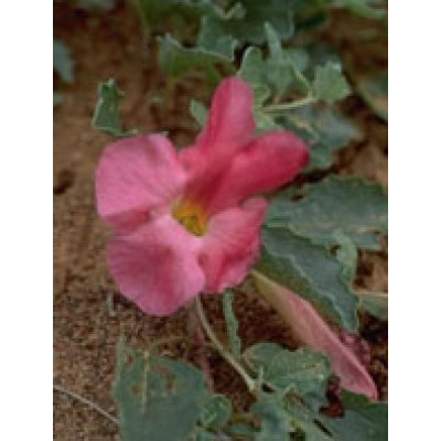 TSA HARPAGOPHYTUM 50ML TSA HARPAGOPHYTUM 50ML